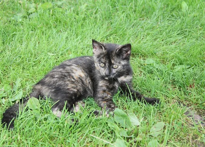 Haus Boedele بيت ريفي