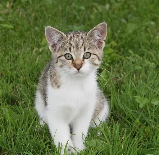 Haus Boedele * سانكت ليونارد إم بيتزتال