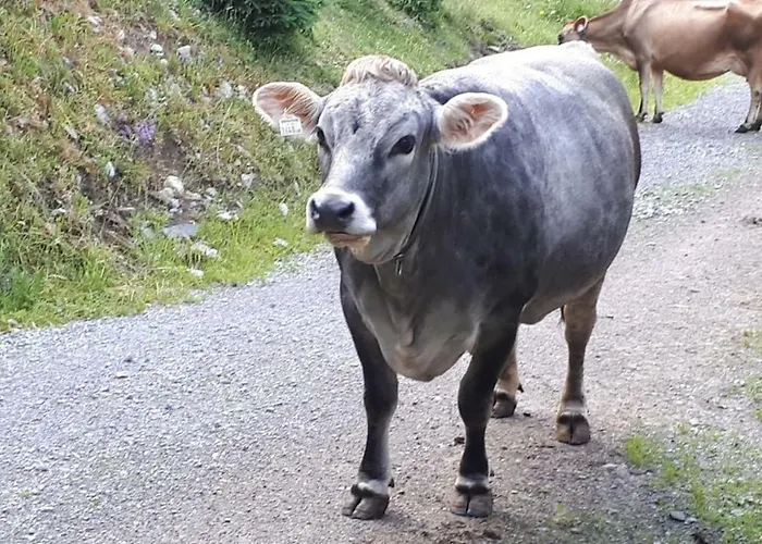 بيت ريفي Haus Boedele